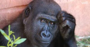 close up of a gorillla scratching its head