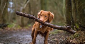 cute dog carrying a stick in its mouth in the forest